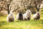 herd of sheeps