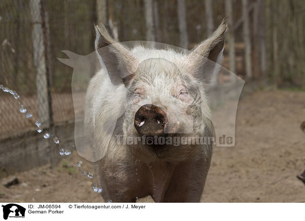 Deutsches Mastschwein / German Porker / JM-06594