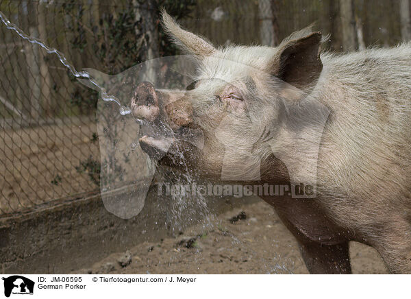 Deutsches Mastschwein / German Porker / JM-06595