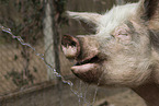German Porker