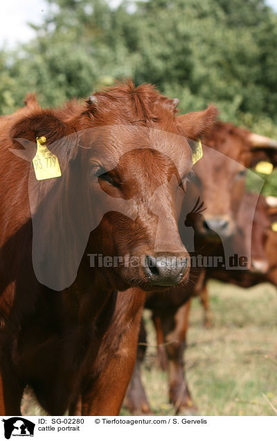 cattle portrait / SG-02280