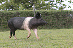 German saddle pig