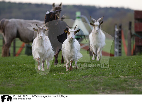 Girgentana-Ziege / Girgentana goat / JM-12671