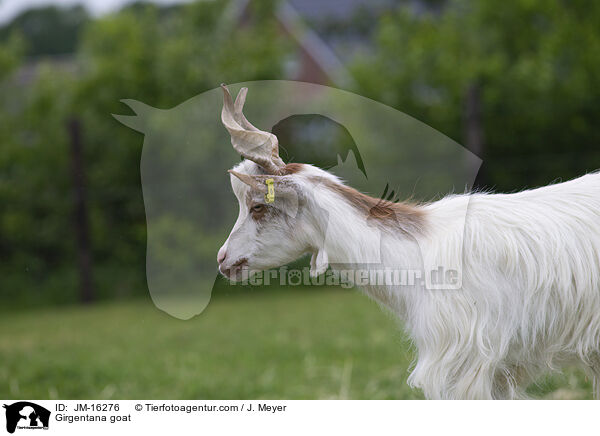 Girgentana goat / JM-16276