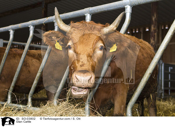 Glanrinder / Glan Cattle / SO-03802