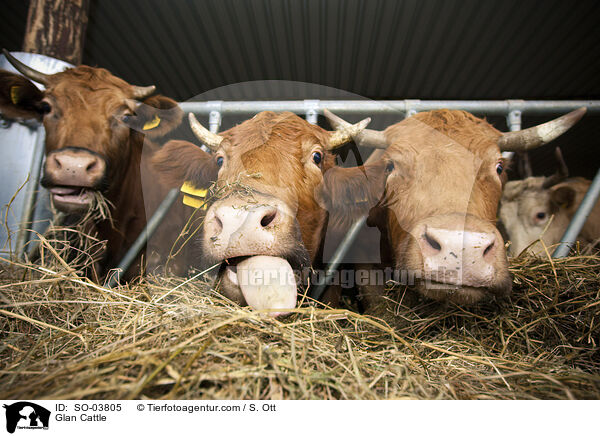 Glan Cattle / SO-03805