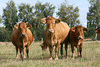 cattles