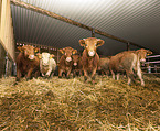 Glan Cattle
