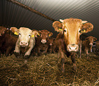 Glan Cattle