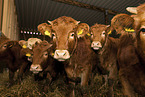 Glan Cattle