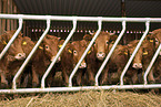 Glan Cattle