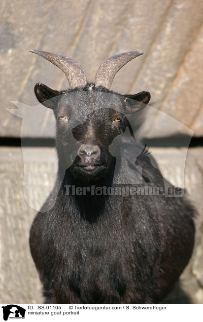 Zwergziege Portrait / miniature goat portrait / SS-01105