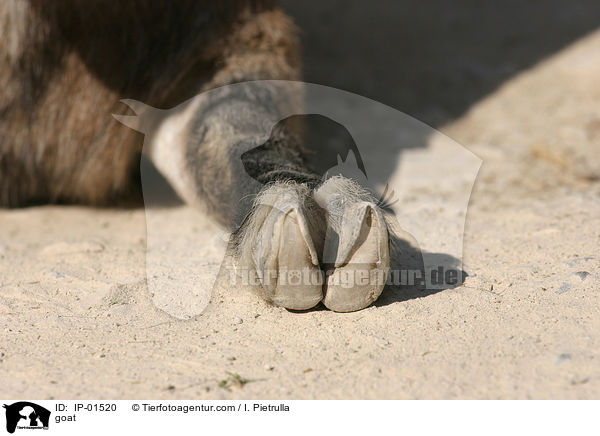 Ziege / goat / IP-01520