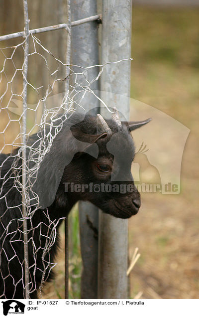 Ziege / goat / IP-01527