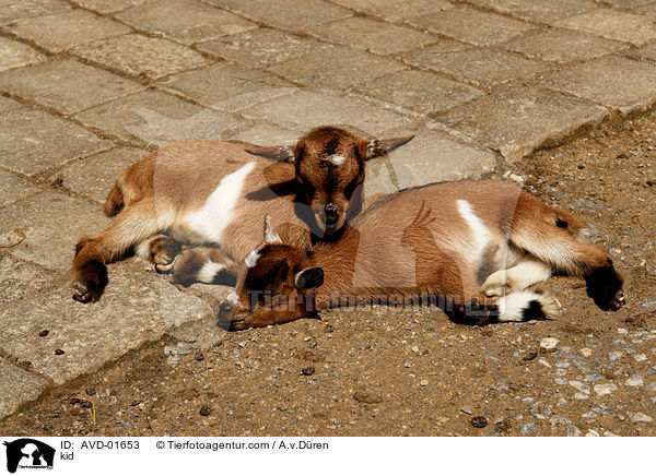 Zicklein / kid / AVD-01653