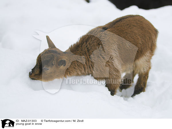young goat in snow / MAZ-01303