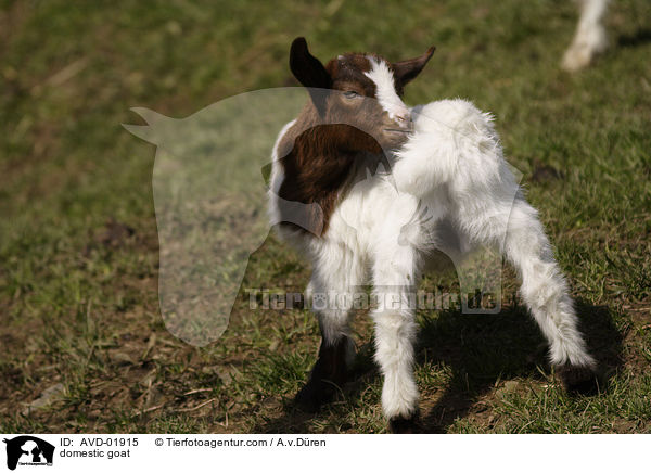 domestic goat / AVD-01915
