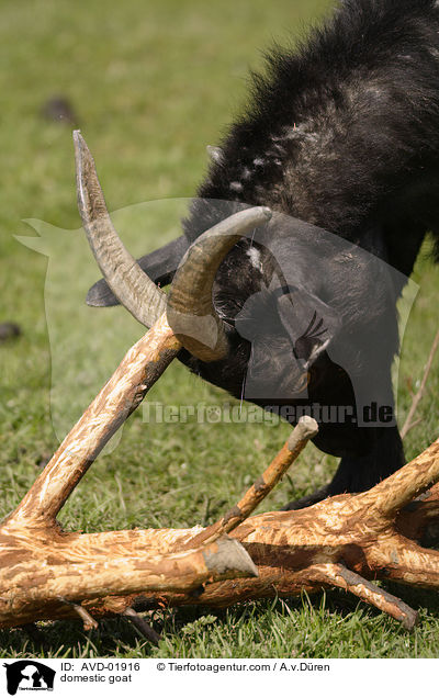 Hausziege / domestic goat / AVD-01916