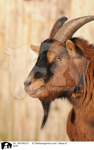 goat / AP-04212