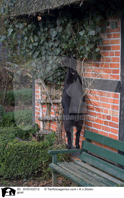 Hausziege / goat / AVD-02012