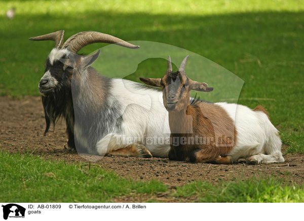 goats / AB-01809