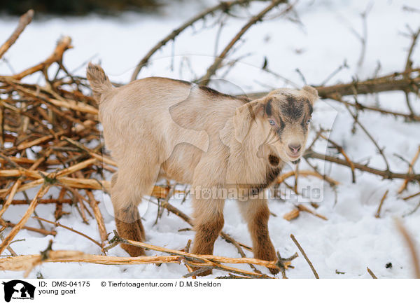 Zicklein / young goat / DMS-04175