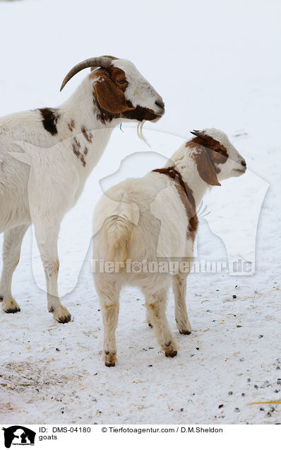 Ziegen / goats / DMS-04180