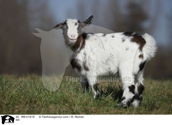 Zicklein / kid / RR-41819