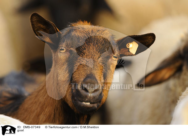 goat / DMS-07349