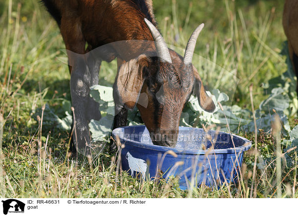 Ziege / goat / RR-46631