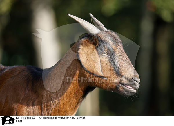 Ziege / goat / RR-46632