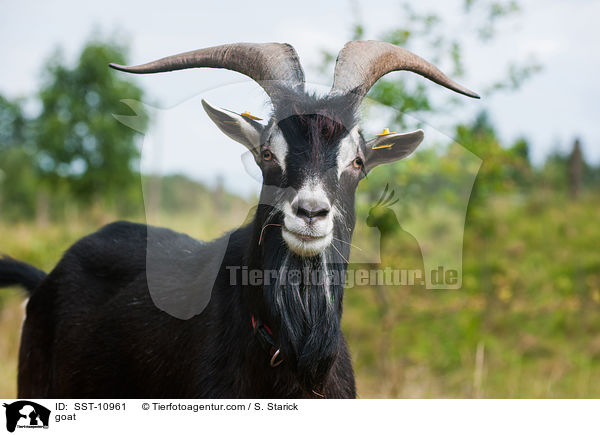 Hausziege / goat / SST-10961