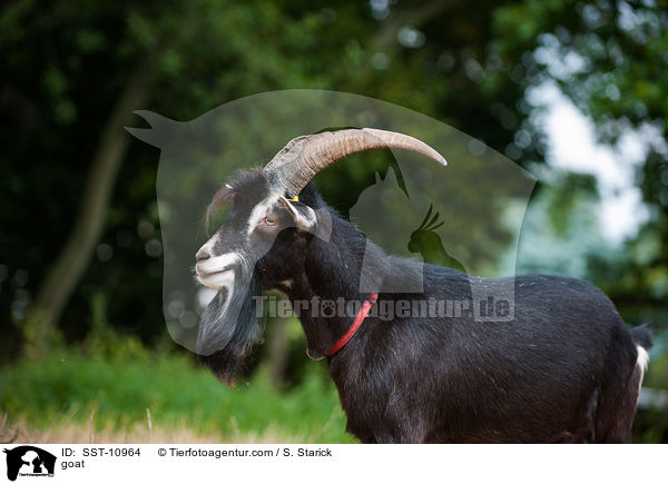 Hausziege / goat / SST-10964
