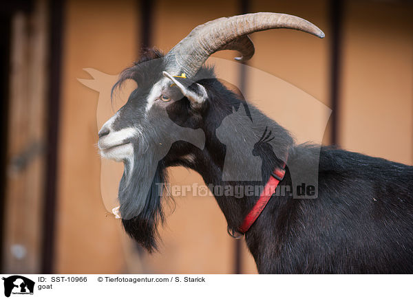 Hausziege / goat / SST-10966