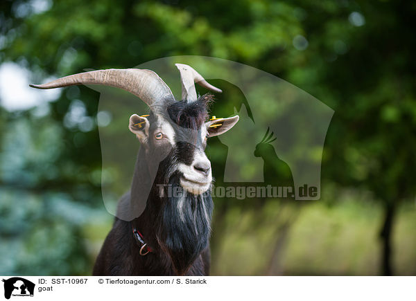 Hausziege / goat / SST-10967