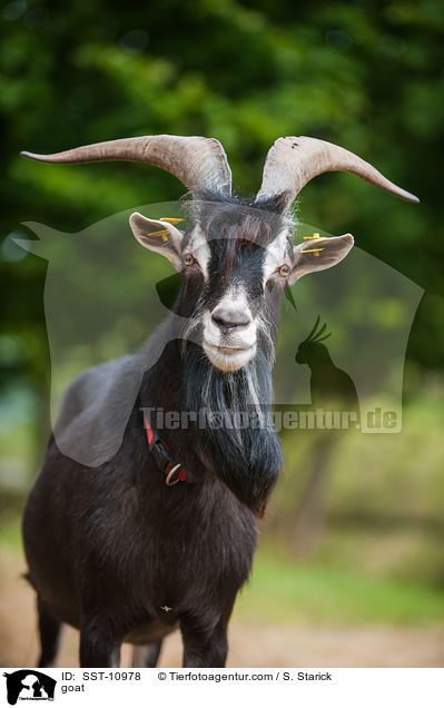 Hausziege / goat / SST-10978