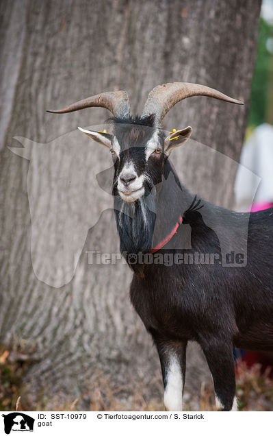 Hausziege / goat / SST-10979