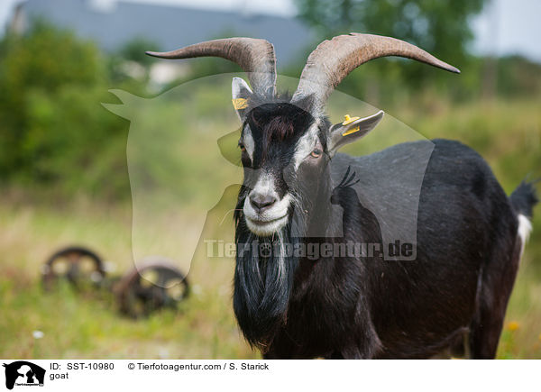 Hausziege / goat / SST-10980