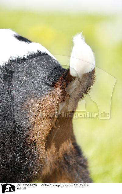 kid tail / RR-59876