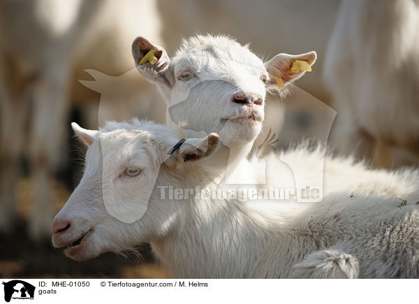 goats / MHE-01050