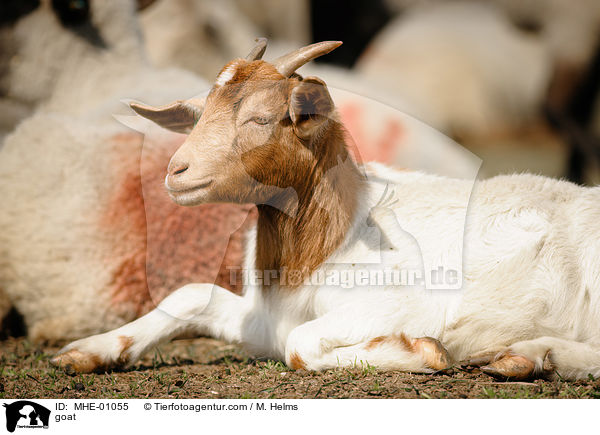 goat / MHE-01055