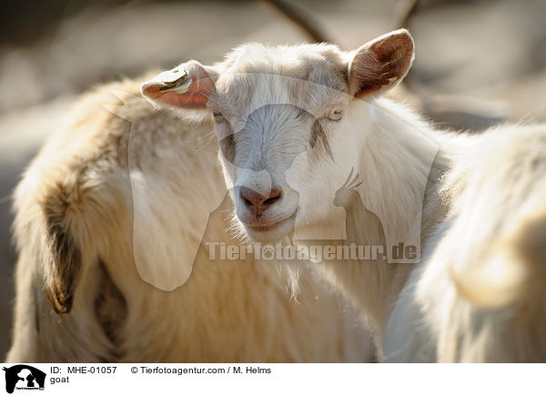 goat / MHE-01057