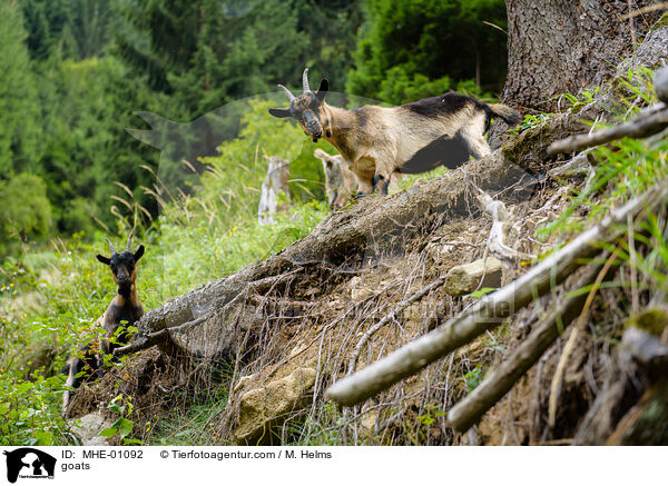 Ziegen / goats / MHE-01092