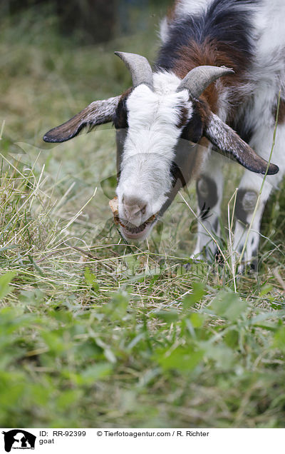 goat / RR-92399