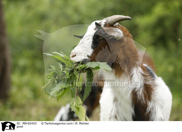 goat / RR-92403