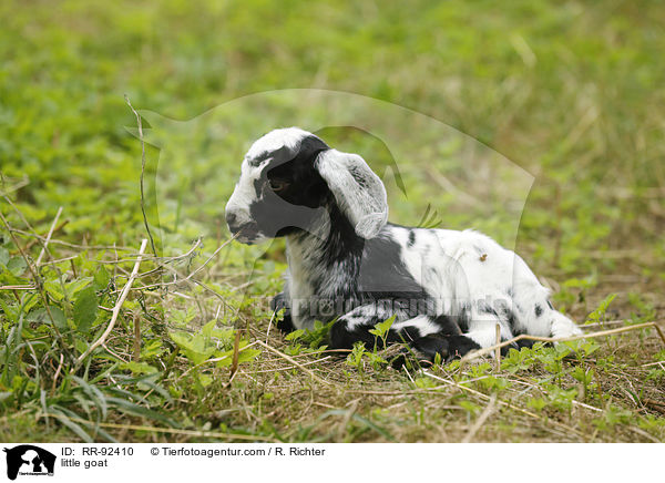 little goat / RR-92410