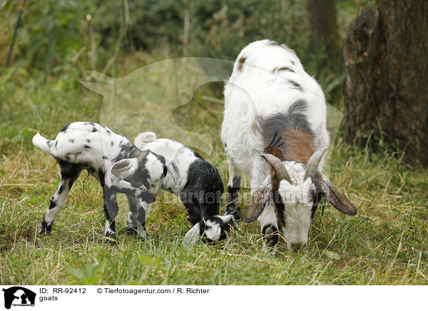 goats / RR-92412