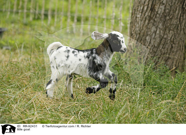 little goat / RR-92431
