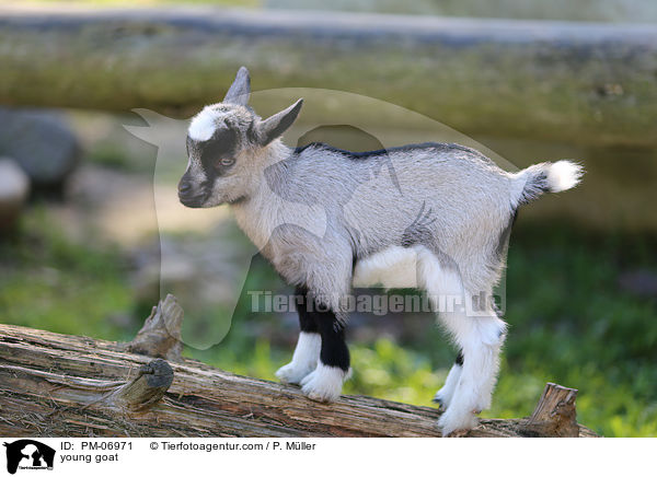 young goat / PM-06971