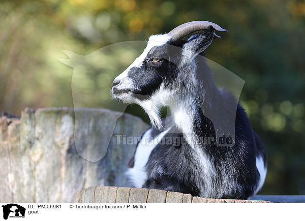 goat / PM-06981